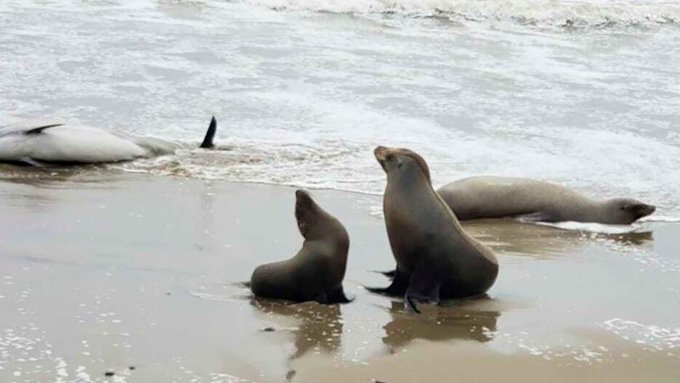 Cientos de leones marinos y delfines están esparcidos muertos o enfermos por las playas del sur de California
