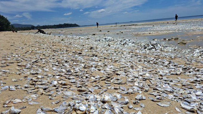 Miles de peces, cangrejos y gambas aparecen muertos en las costas de Tailandia