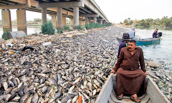 Miles de peces mueren a las orillas del río Amshan el Sureste de Irak